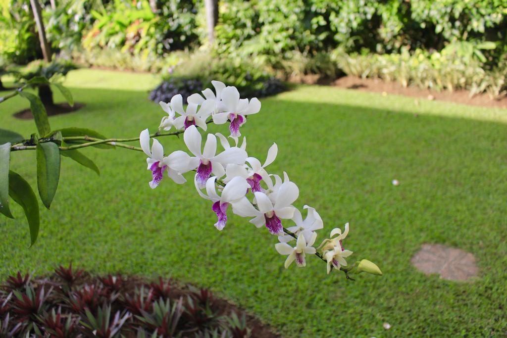 Villa Surgawi Lovina  Ngoại thất bức ảnh
